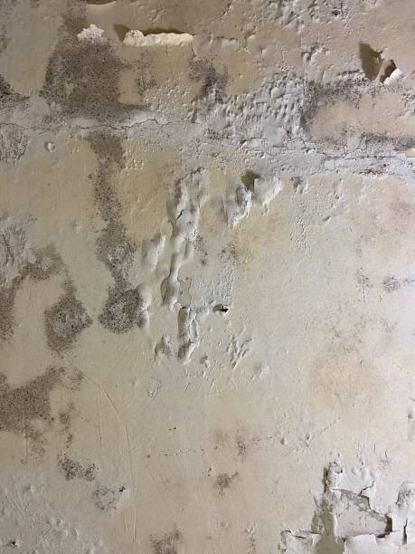 Best Residential Mold Remediation in Hicksville, NY