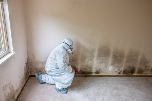 Best Mold Remediation for Schools in Hicksville, NY