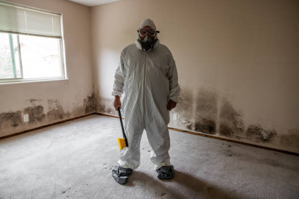 Best Attic Mold Remediation in Hicksville, NY