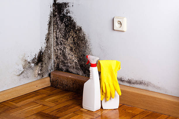 Best Kitchen Mold Remediation in Hicksville, NY